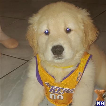 Wrightsgolden1 Picture 2
